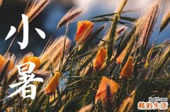 夏至入伏还是小暑入伏 小暑吃新米寓意是什么