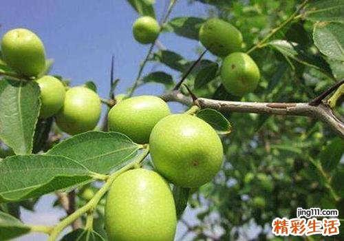 吃大青枣会胖吗 青枣的热量高吗