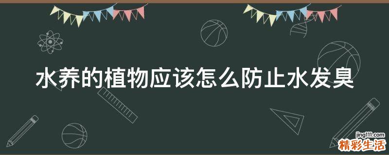 水养的植物应该怎么防止水发臭