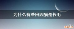为什么有些田园猫是长毛
