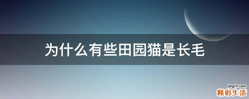 为什么有些田园猫是长毛