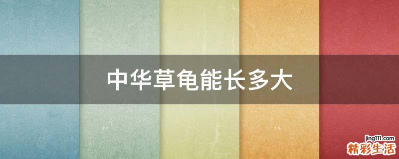 中华草龟能长多大
