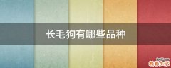 长毛狗有哪些品种