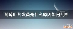 葡萄叶片发黄是什么原因如何判断