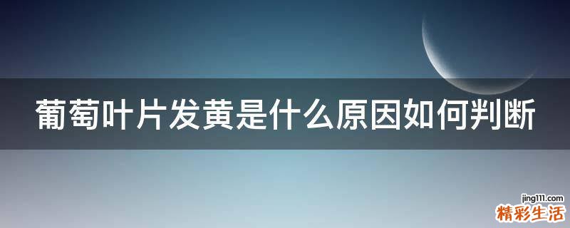 葡萄叶片发黄是什么原因如何判断