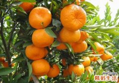 吃砂糖桔的好处