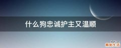 什么狗忠诚护主又温顺