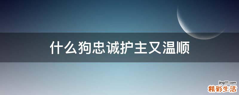 什么狗忠诚护主又温顺