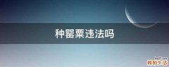 种罂粟违法吗