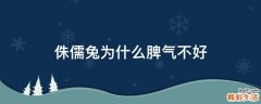 侏儒兔为什么脾气不好