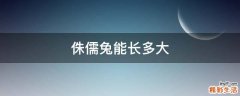 侏儒兔能长多大