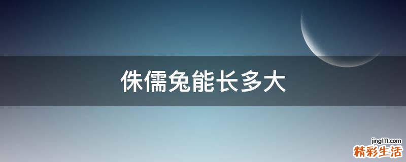 侏儒兔能长多大