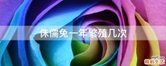侏儒兔一年繁殖几次