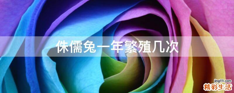 侏儒兔一年繁殖几次