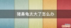 猪鼻龟太大了怎么办