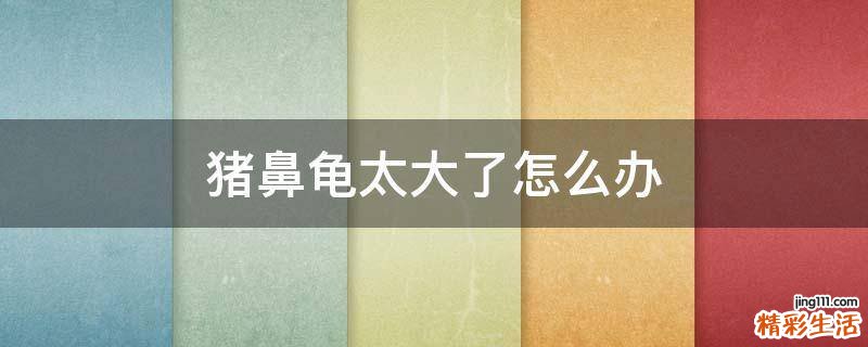 猪鼻龟太大了怎么办
