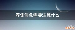养侏儒兔需要注意什么