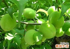 青梅有什么功效 青梅有什么营养成分