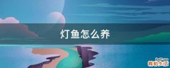 灯鱼怎么养