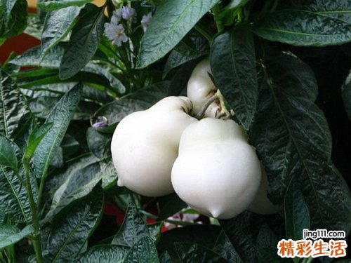 人参果的功效与作用禁忌