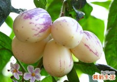 人参果的营养价值及食用方法