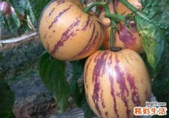 人参果怎么吃 人参果居然还可以这样吃
