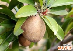 人参果里面的囊能吃吗 人参果的囊吃了会怎样