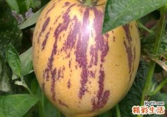 人参果是凉性还是热性 人参果什么时候吃最好