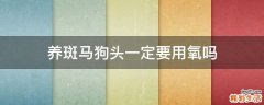 养斑马狗头一定要用氧吗