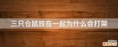 三只仓鼠放在一起为什么会打架