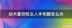 幼犬喜欢咬主人手和脚怎么办