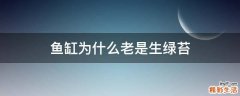 鱼缸为什么老是生绿苔