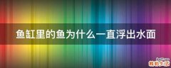 鱼缸里的鱼为什么一直浮出水面