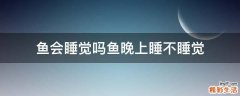 鱼会睡觉吗鱼晚上睡不睡觉