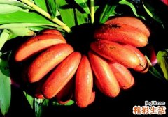 芭蕉是酸性还是碱性 大部分人都弄错了