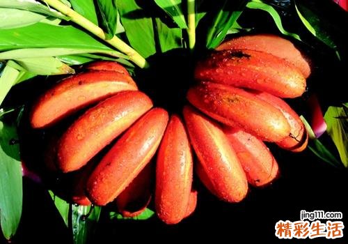 芭蕉是酸性还是碱性 大部分人都弄错了