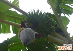 芭蕉如何催熟 教你5招民间催熟法快速催熟