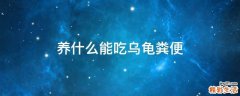 养什么能吃乌龟粪便