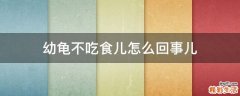 幼龟不吃食儿怎么回事儿