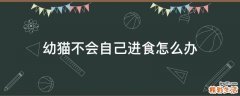 幼猫不会自己进食怎么办