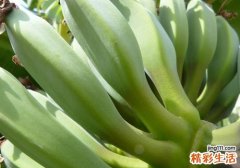 芭蕉和牛奶能一起吃吗 芭蕉不能和什么一起吃