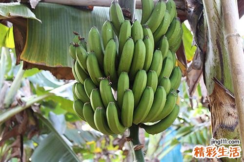 芭蕉和豆浆能一起吃吗 芭蕉和豆浆一起吃有什么好处
