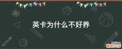 英卡为什么不好养