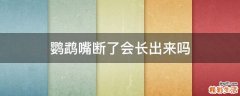 鹦鹉嘴断了会长出来吗