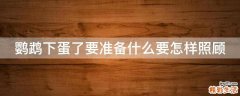 鹦鹉下蛋了要准备什么要怎样照顾