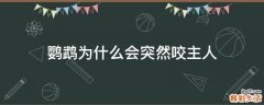 鹦鹉为什么会突然咬主人
