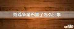 鹦鹉鱼尾巴黑了怎么回事