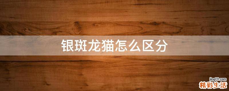银斑龙猫怎么区分