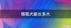 银狐犬能长多大