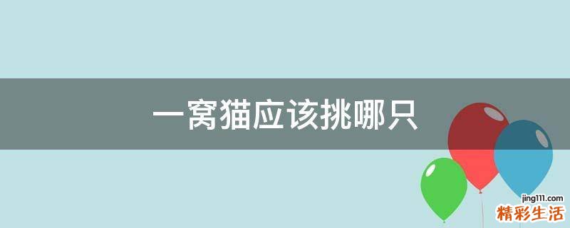 一窝猫应该挑哪只